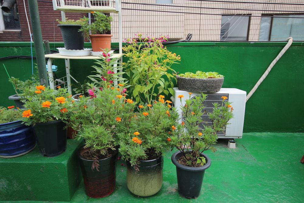 Apple Backpackers Hostel Seoul